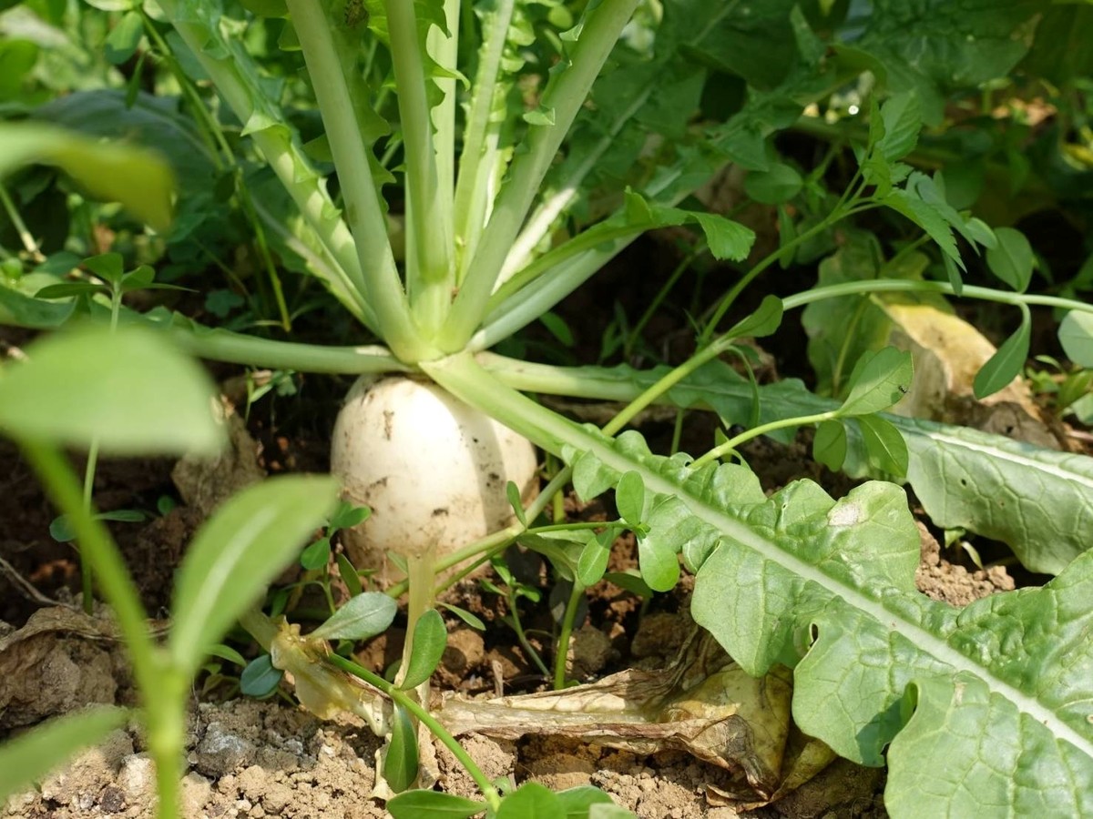 新春遊三芝拔好彩頭 3顆100元樂享食農趣