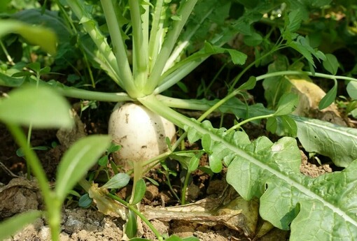 新春遊三芝拔好彩頭 3顆100元樂享食農趣