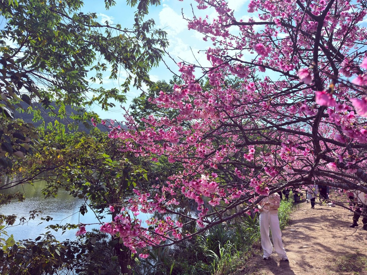 2026竹縣櫻花季即將登場 皮皮獅搶先公開「夢幻賞櫻地圖」