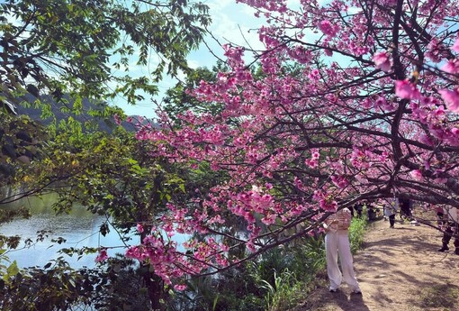 2026竹縣櫻花季即將登場 皮皮獅搶先公開「夢幻賞櫻地圖」