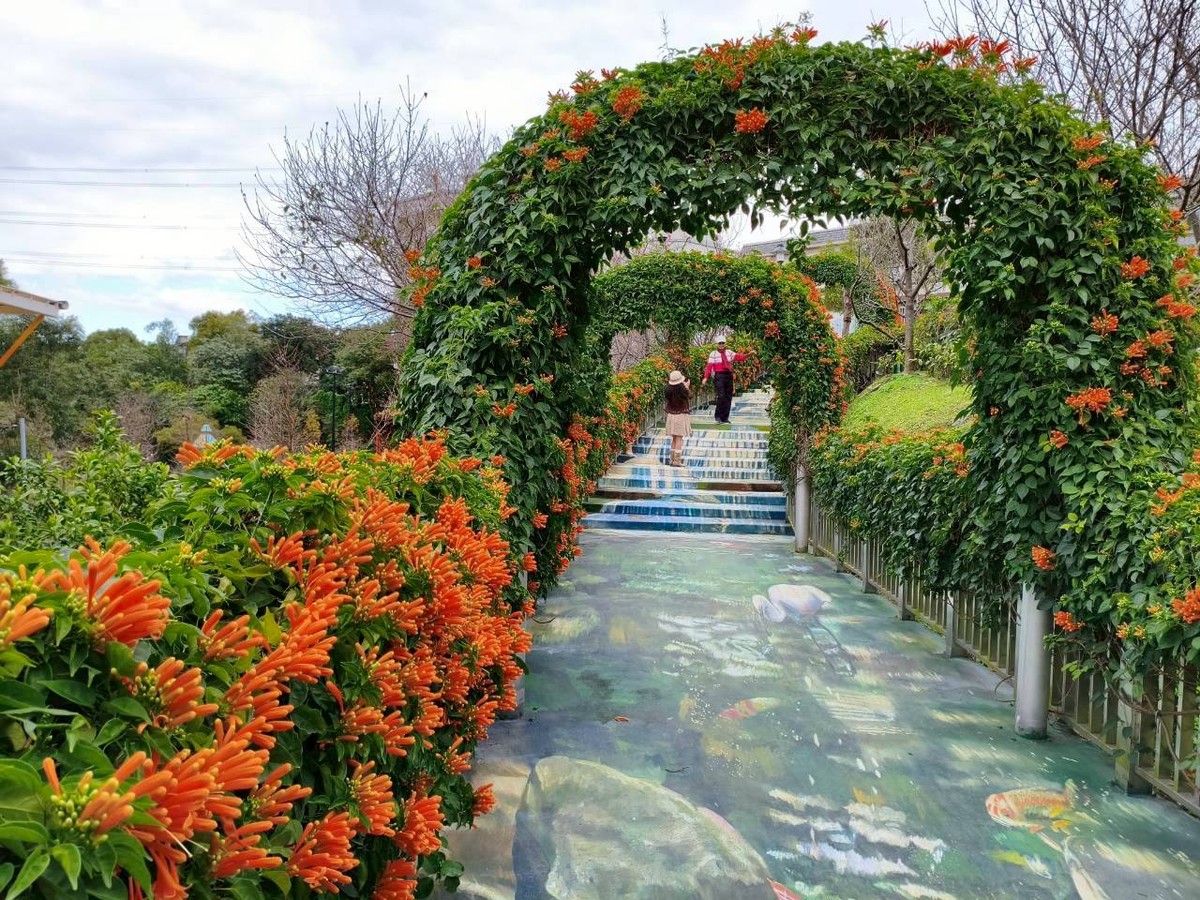 山櫻心花開 永吉公園換新裝 炮仗花接力綻放