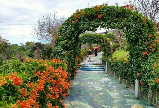 山櫻心花開 永吉公園換新裝 炮仗花接力綻放