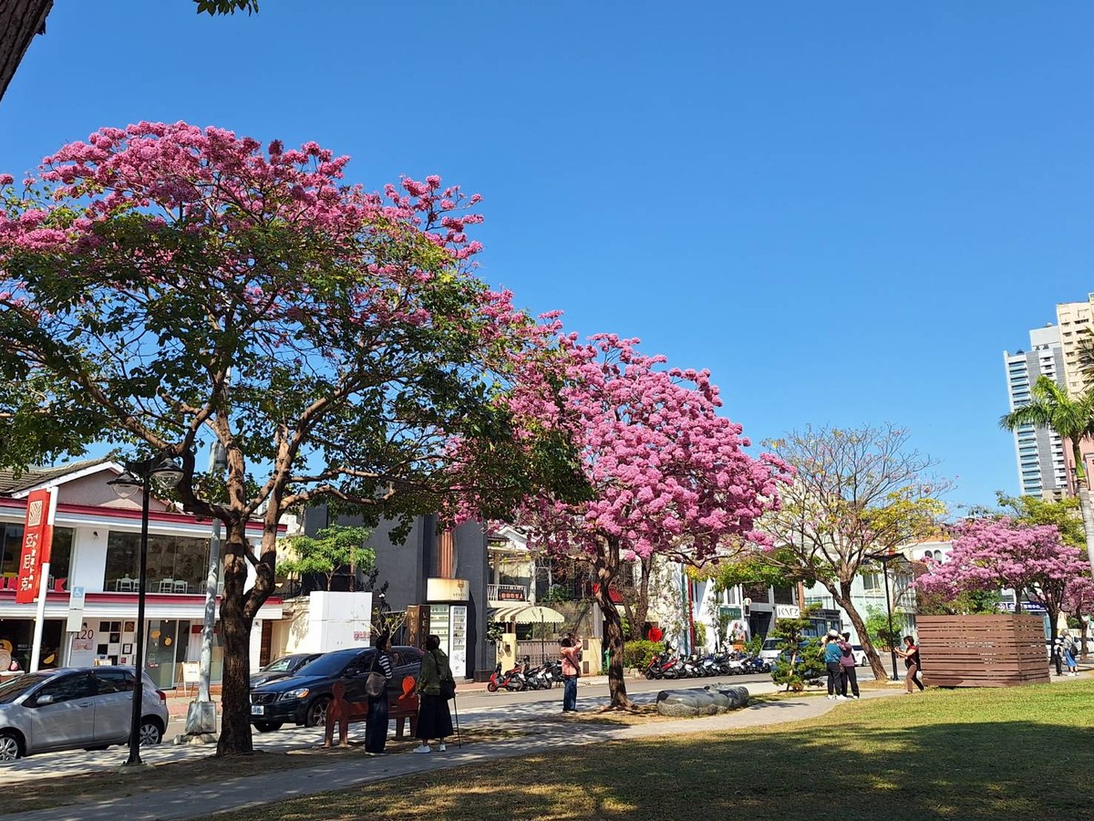 春日限定美景登場！中市洋紅風鈴木盛開　粉紅花海率先報春
