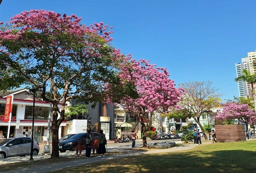 春日限定美景登場！中市洋紅風鈴木盛開　粉紅花海率先報春