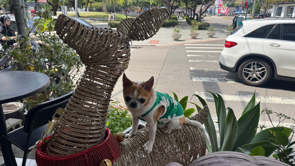 不生小孩改養貓！台灣10年新生兒砍半、貓口暴增327%，家庭成員替換中