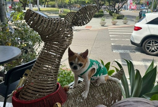 不生小孩改養貓！台灣10年新生兒砍半、貓口暴增327%，家庭成員替換中