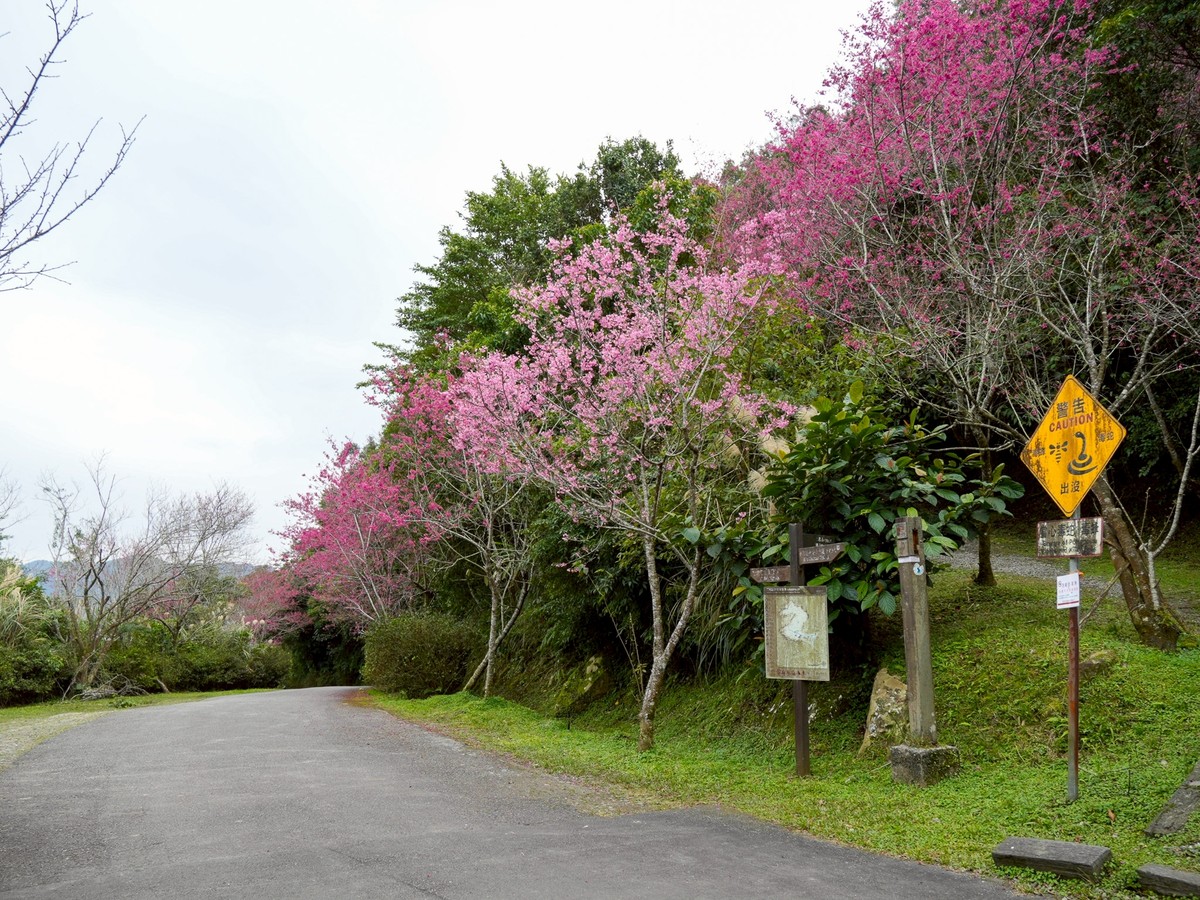 粉櫻點綴山城　石碇二格賞櫻步道春意登場