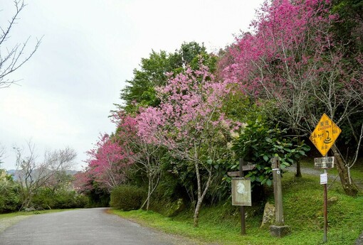 粉櫻點綴山城　石碇二格賞櫻步道春意登場