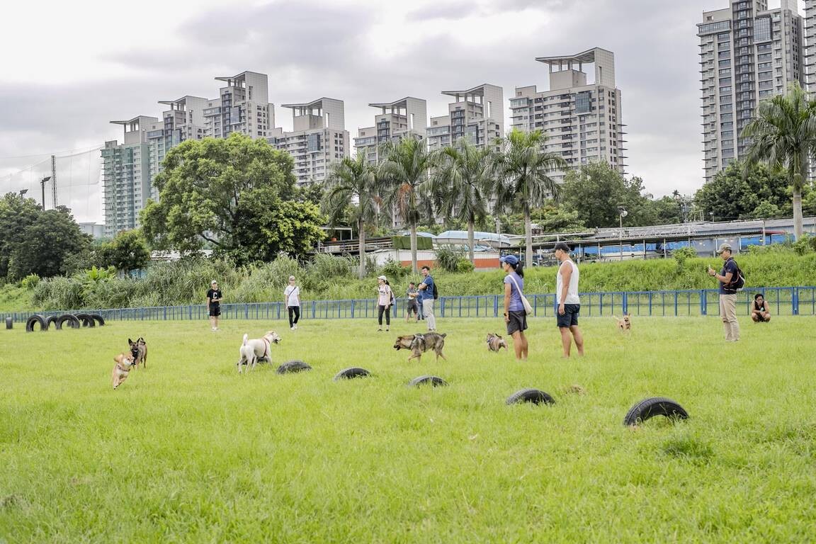 台灣10年新生兒砍半、貓口爆增327%，這個現況健康嗎？