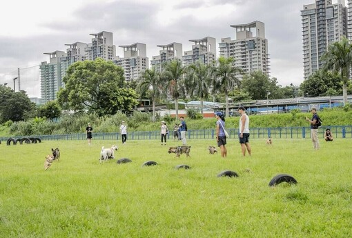 台灣10年新生兒砍半、貓口爆增327%，這個現況健康嗎？