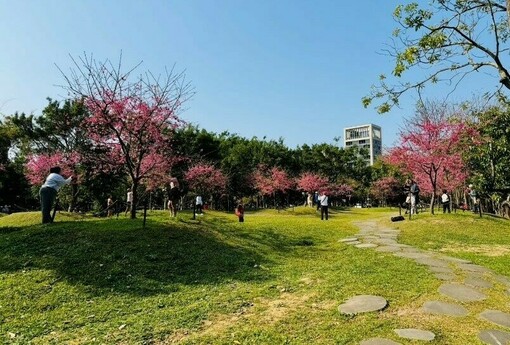 粉紅花海浪漫登場 大安森林公園雙櫻爭豔