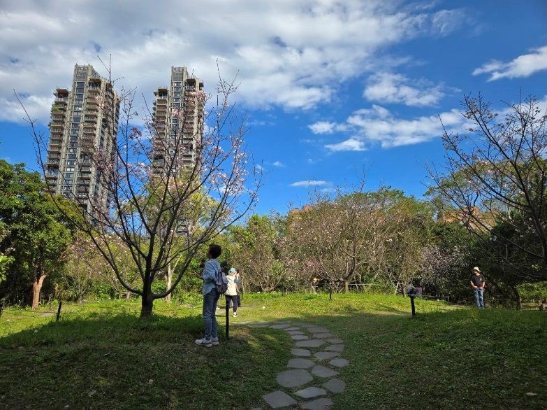 粉紅花海浪漫登場 大安森林公園雙櫻爭豔