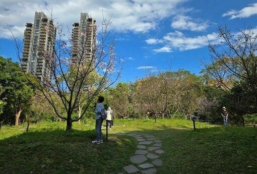粉紅花海浪漫登場 大安森林公園雙櫻爭豔