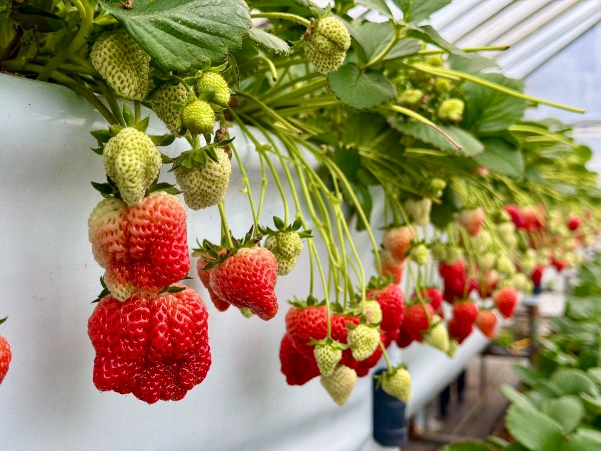 草莓控必追！2026 內湖草莓季-莓野樂園登場 線上刮刮卡最高折500元、莓寶公仔快閃農園追好康券