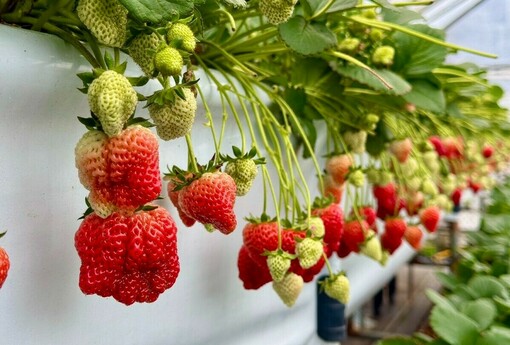 草莓控必追！2026 內湖草莓季-莓野樂園登場 線上刮刮卡最高折500元、莓寶公仔快閃農園追好康券