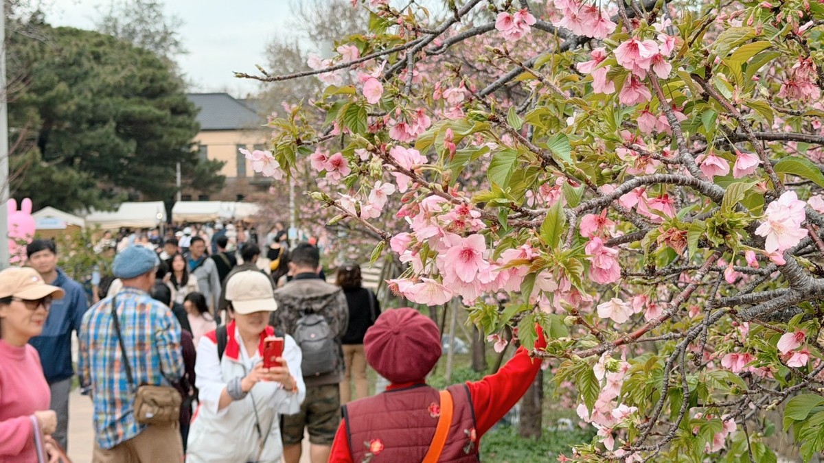 2026新竹市賞花季首週吸引超過3萬人次　百年公園人氣暢旺 第二週精彩活動不間斷