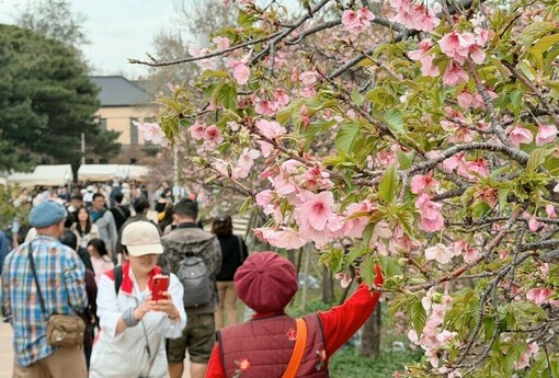 2026新竹市賞花季首週吸引超過3萬人次　百年公園人氣暢旺 第二週精彩活動不間斷