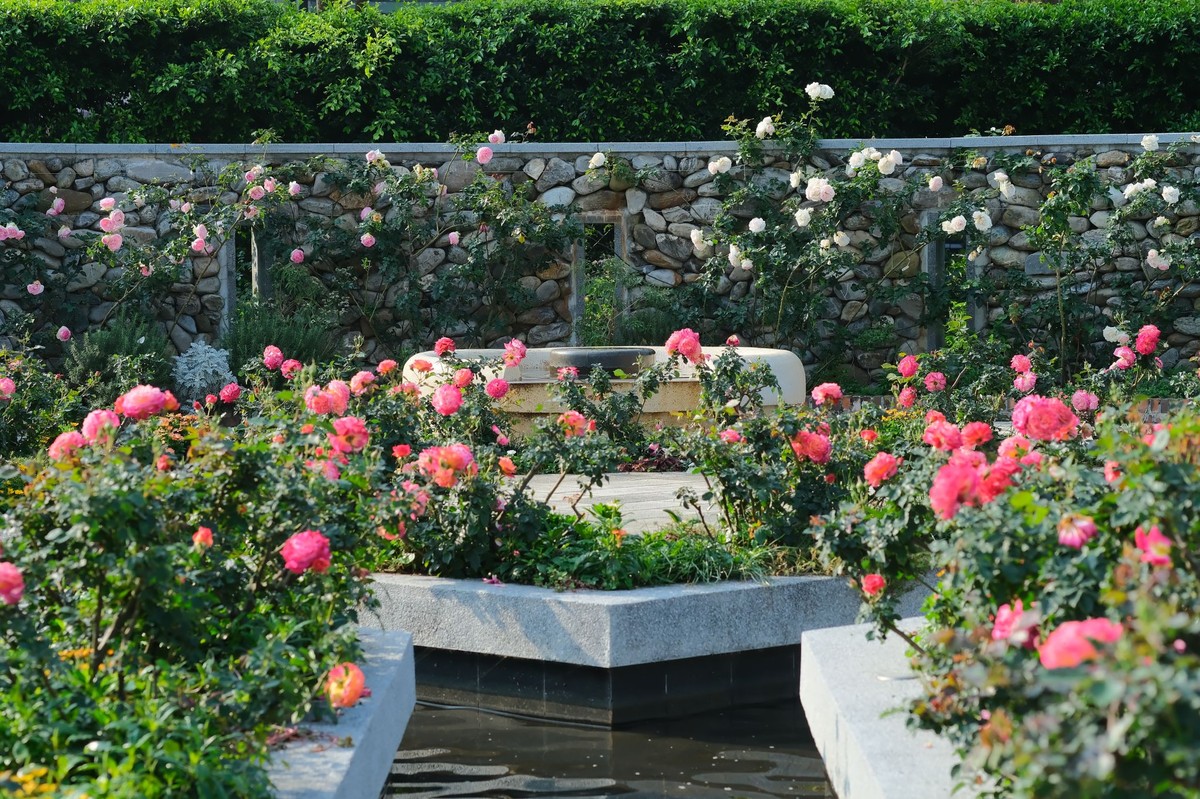 玫好時光在這裡! 臺北玫瑰展獻上賞玫大補帖