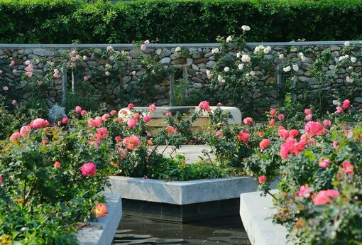 玫好時光在這裡! 臺北玫瑰展獻上賞玫大補帖