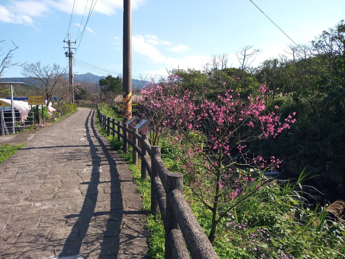 漫步淡水三芝粉色花海，走讀農再社區品嚐在地好物