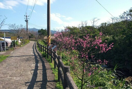 漫步淡水三芝粉色花海，走讀農再社區品嚐在地好物