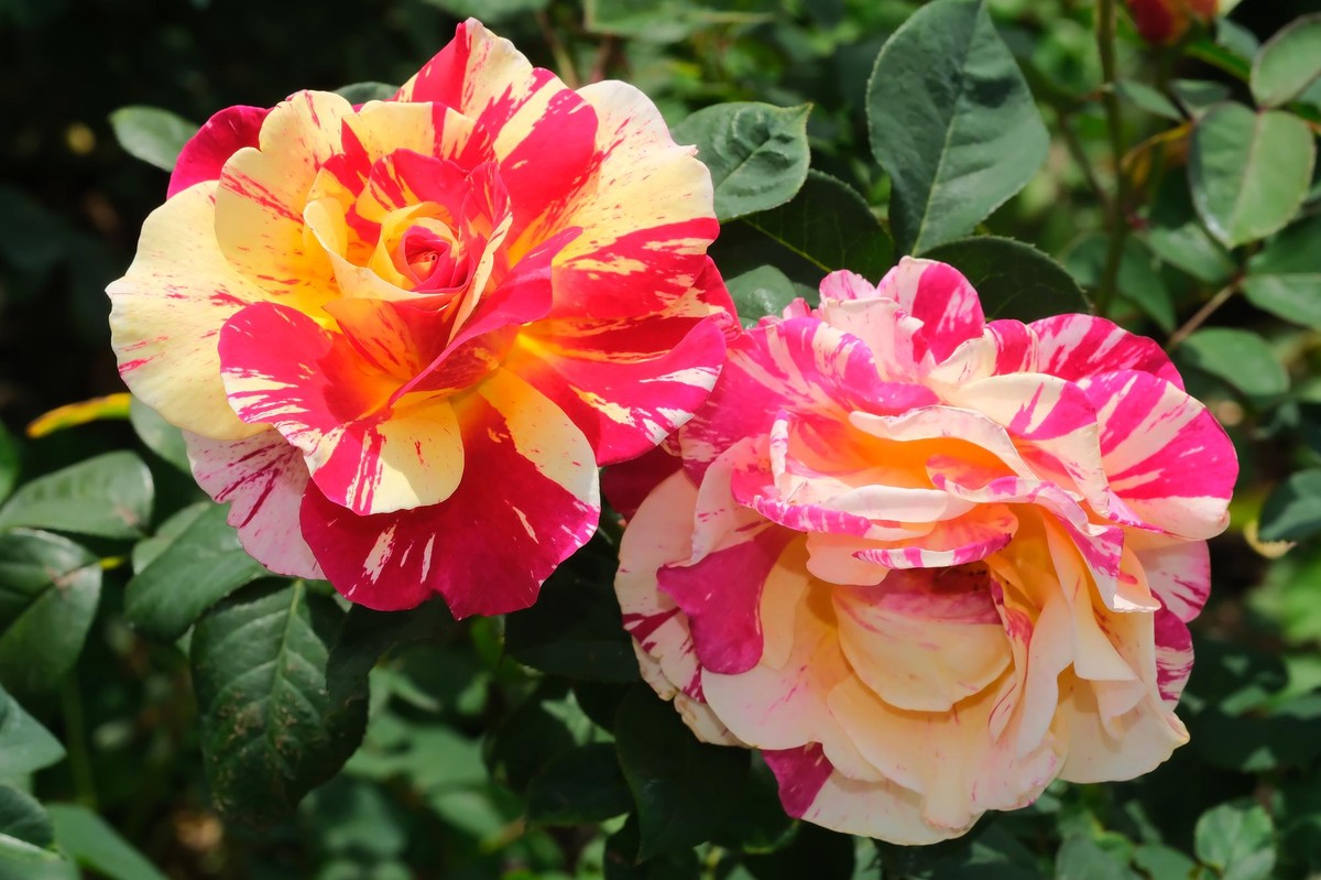 花苞壓得枝椏都垂頭 臺北玫瑰展3/6開展！全新玫瑰公廁首亮相 精彩活動懶人包一次看