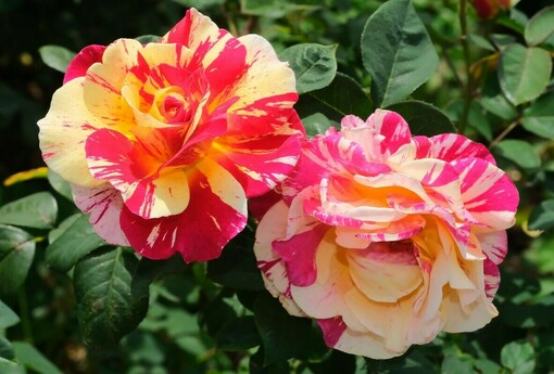 花苞壓得枝椏都垂頭 臺北玫瑰展3/6開展！全新玫瑰公廁首亮相 精彩活動懶人包一次看