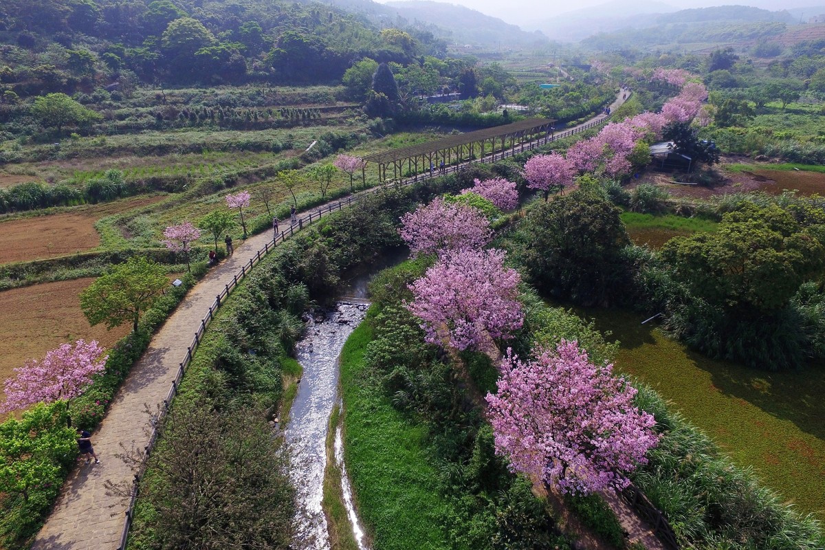 新北三芝三生步道櫻花盛開 賞櫻一日遊路線推薦