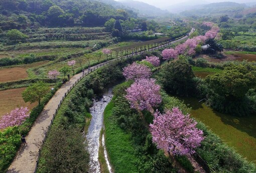 新北三芝三生步道櫻花盛開 賞櫻一日遊路線推薦