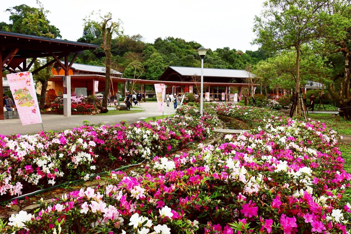 萬金杜鵑雙展區迎盛開 週末精彩活動接力登場