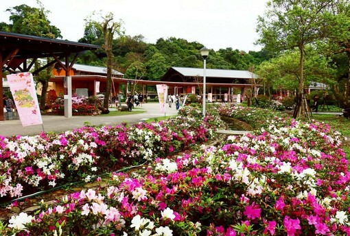 萬金杜鵑雙展區迎盛開 週末精彩活動接力登場