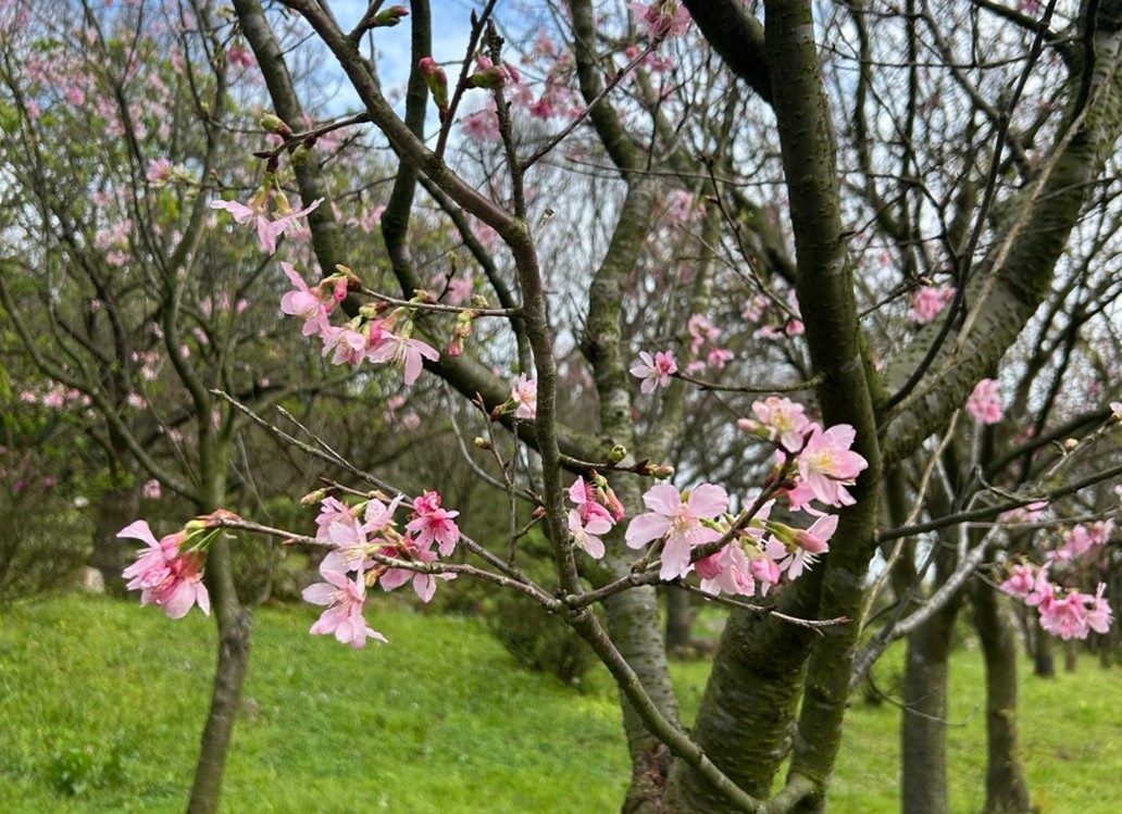 別等到花兒都謝了 陽明山花季即將倒數計時　