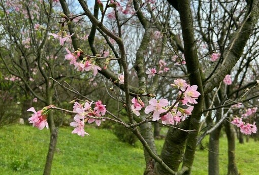 別等到花兒都謝了 陽明山花季即將倒數計時　