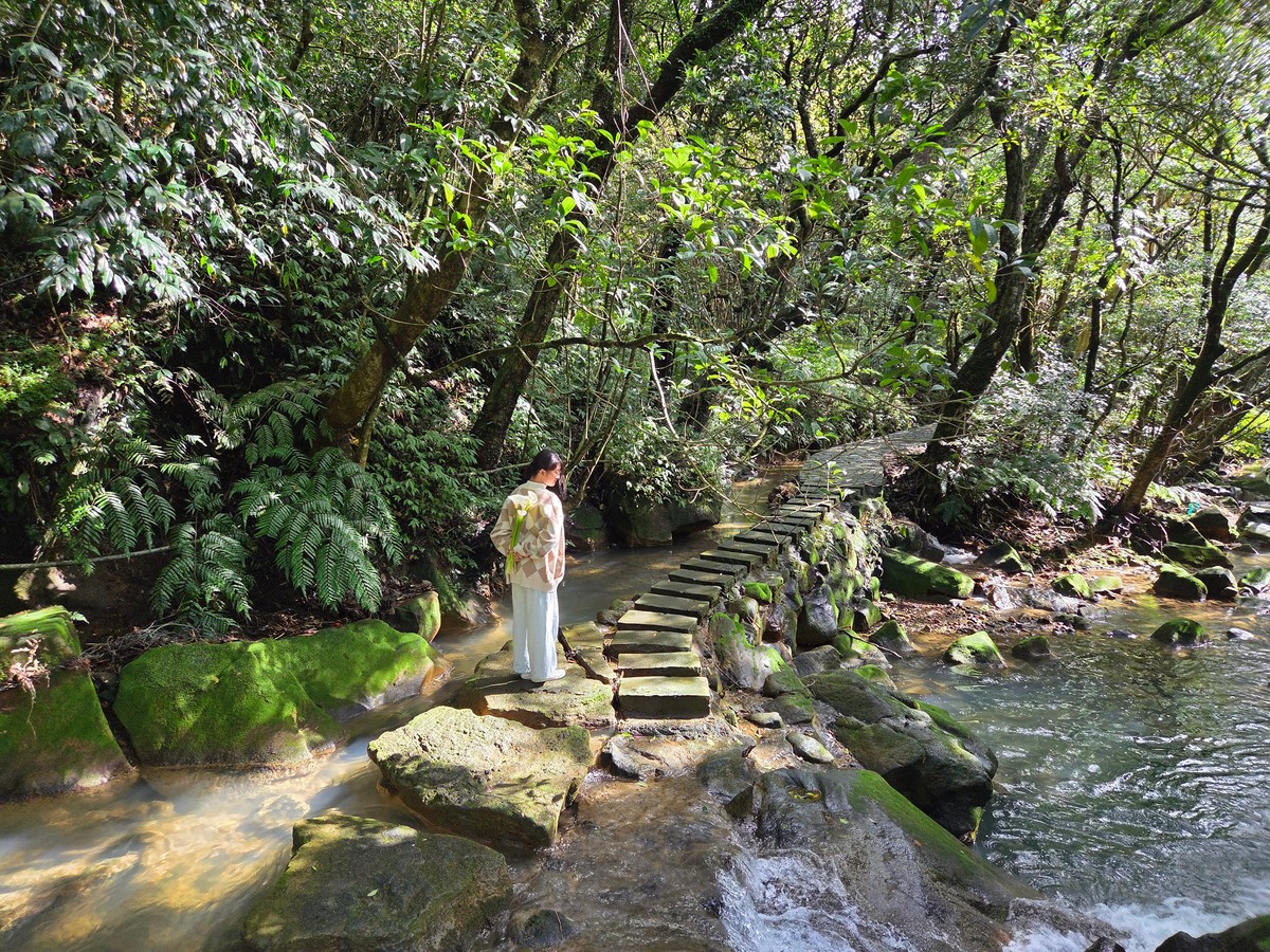 陽明山海芋季開跑！漫步純白花海與仙氣步道