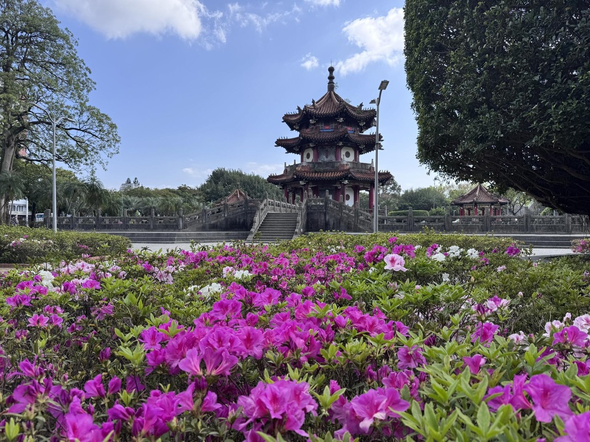 臺北杜鵑花最美花期來囉! 賞花全攻略報您知