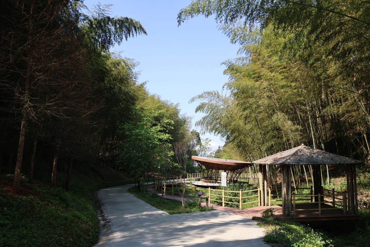 雲林南投聯手！草嶺石壁516公頃竹林，申請指定觀光地區，打造中部森林療癒新廊帶