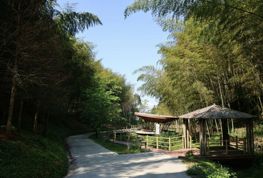 雲林南投聯手！草嶺石壁516公頃竹林，申請指定觀光地區，打造中部森林療癒新廊帶