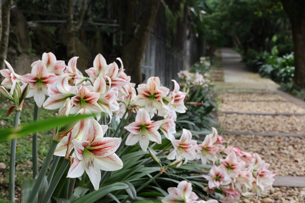 為春天注入顏色  臺北花卉中心群芳復甦