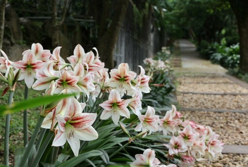 為春天注入顏色  臺北花卉中心群芳復甦