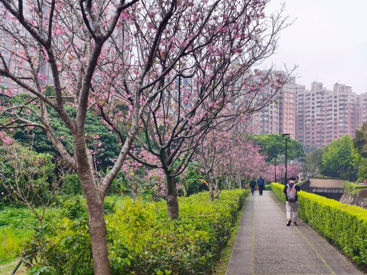 粉白花海迎春尾聲　把握淡水吉野櫻盛開時刻