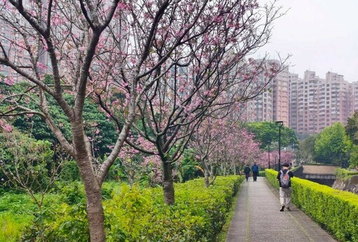 粉白花海迎春尾聲　把握淡水吉野櫻盛開時刻