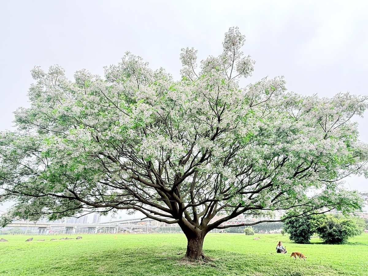 Threads 熱搜浪漫花海！新北河濱「苦楝花雨」限時盛開中