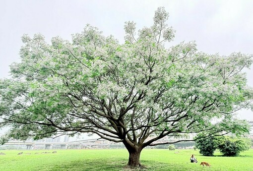 Threads 熱搜浪漫花海！新北河濱「苦楝花雨」限時盛開中